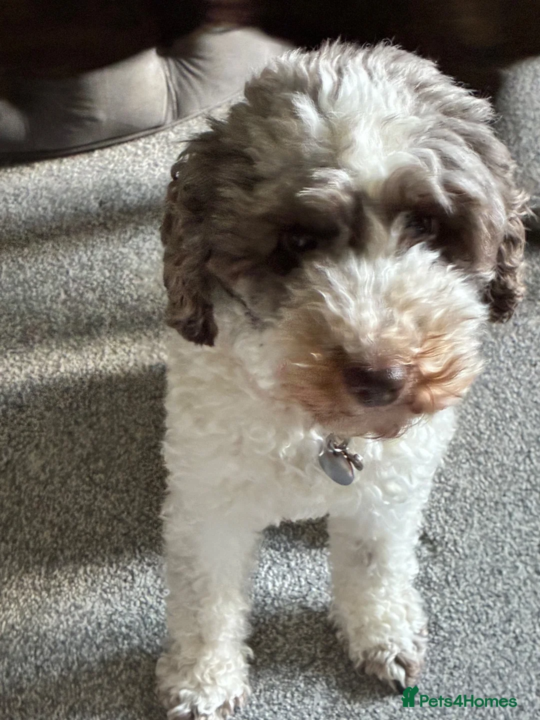 Cockapoo dogs for sale: 4 year old Cockapoo in Cranbrook - Advert 1
