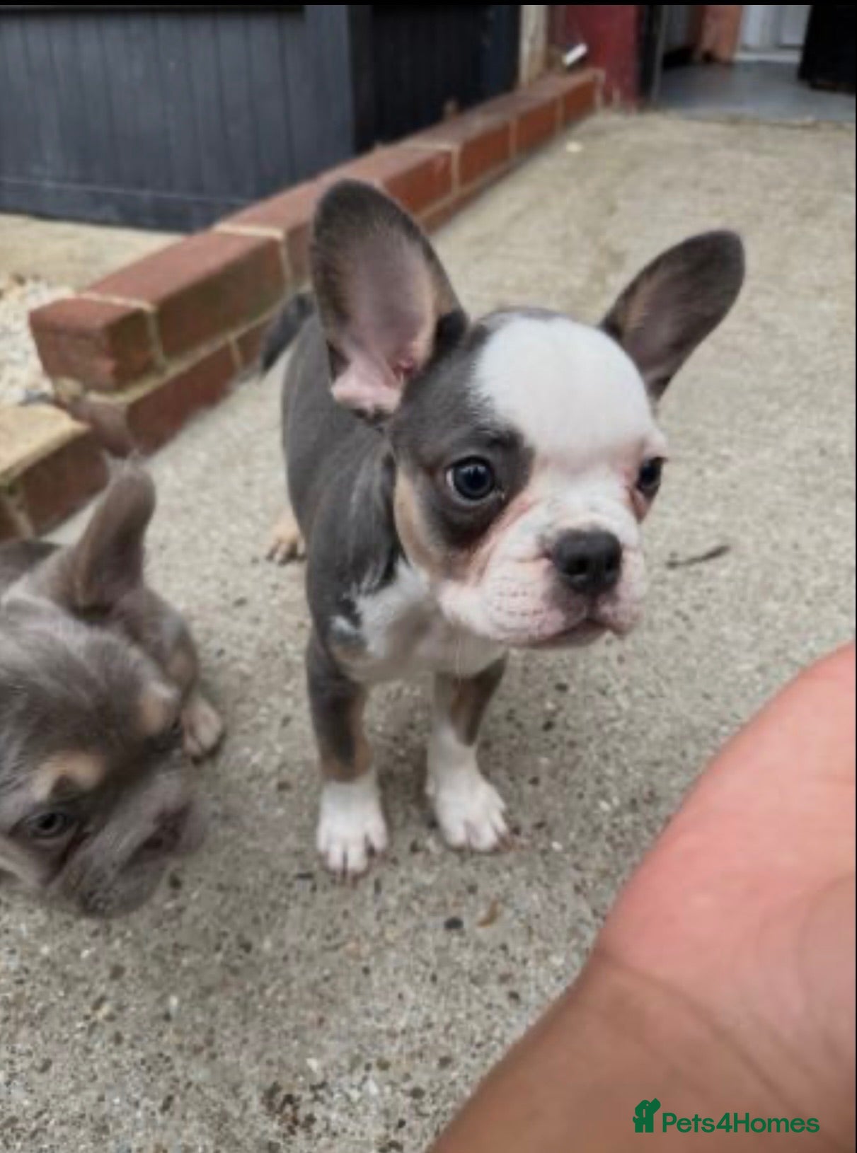 French Bulldog dogs French fluffy bulldog  - Advert 1