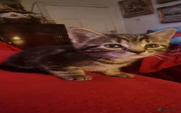 Mixed Breed cats for sale: kittens - Image 16