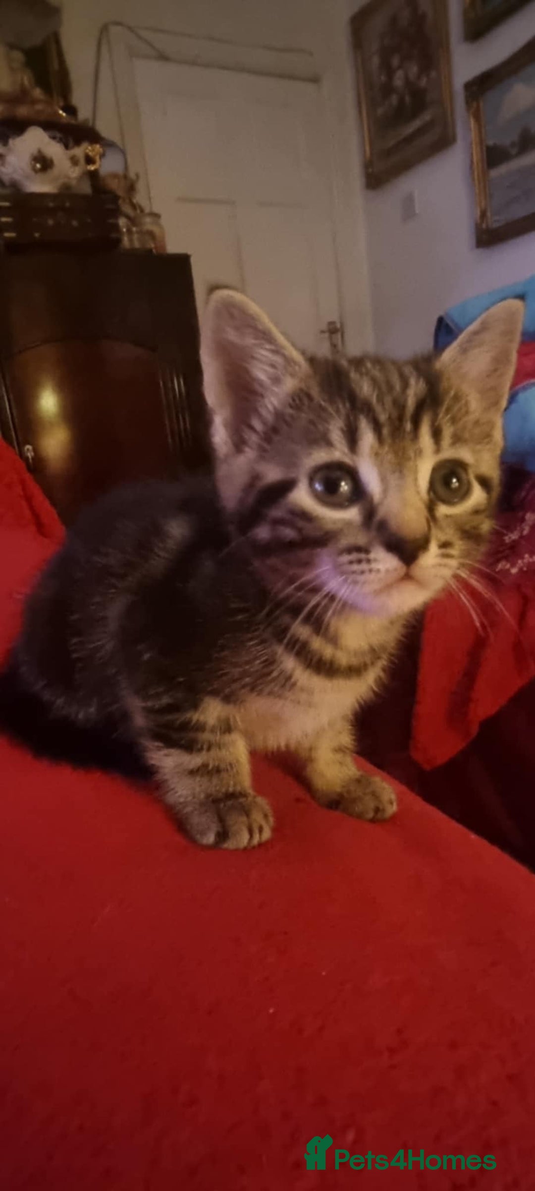 Mixed Breed cats for sale: kittens - Image 16