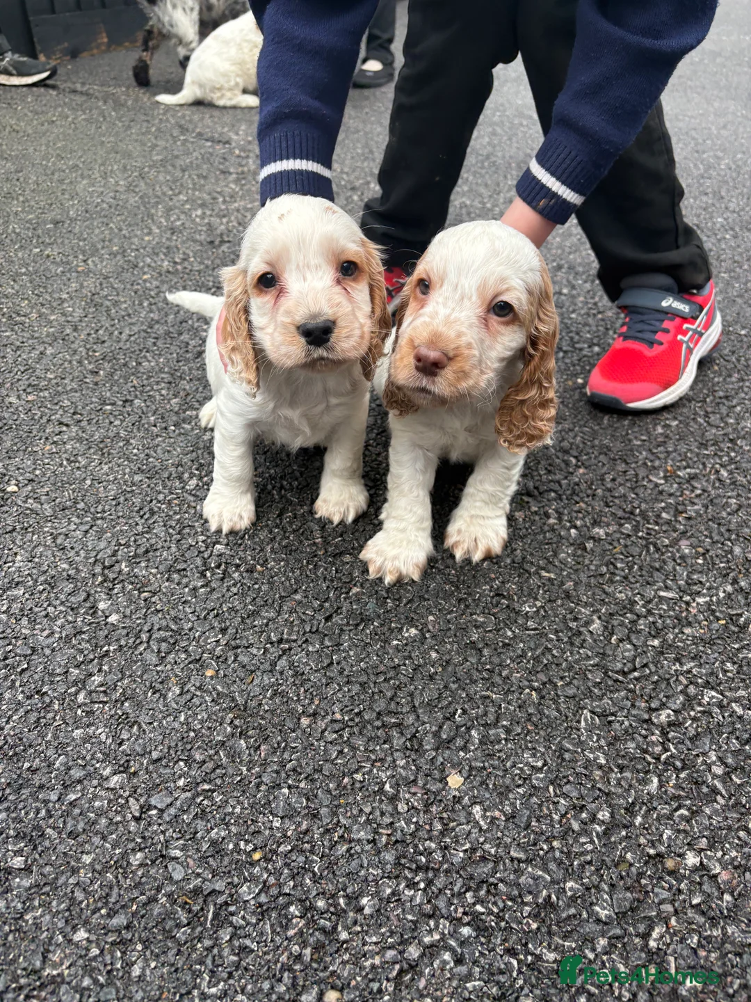 Cocker Spaniel dogs for sale: Cocker spaniels show type - Advert 6