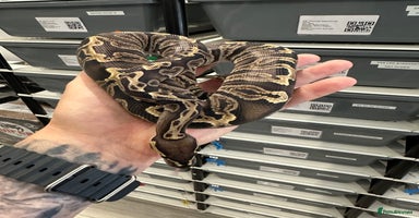 Python Snake reptiles in Peterborough - Advert 2