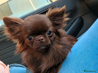 Chihuahua dogs Tiny 1.6kg Solid Chocolate Long Coat boy Chihuahua - Advert 2