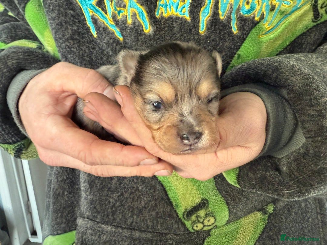 Pomchi dogs for sale: Pomchi puppies 😍 - Advert 6