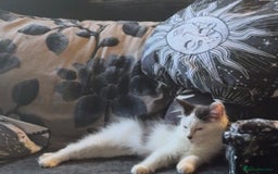 Mixed Breed cats for sale: Kittens for sale in Cannock - Image 1