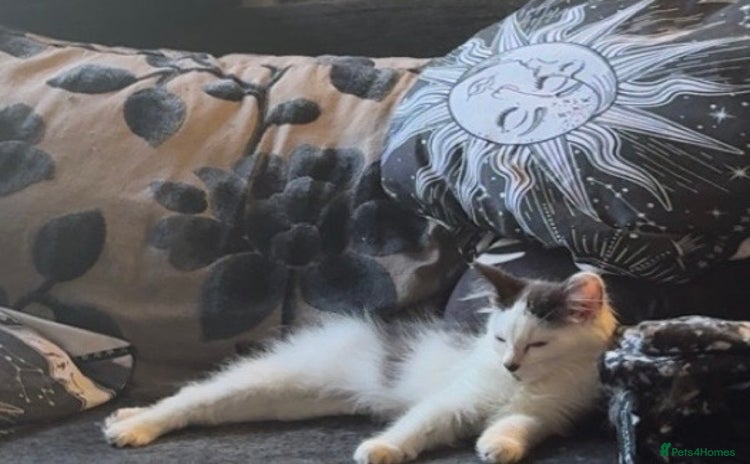Mixed Breed cats in Cannock - Advert 6