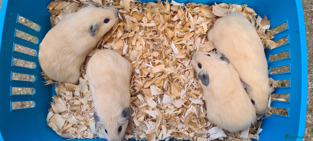 Guinea Pig rodents for sale: Californian Guinea pigs - Image 11