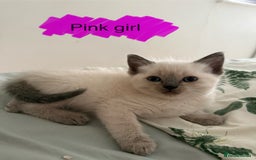 Ragdoll cats for sale: 8 ragdoll kittens, flame point, seal & blue point - Image 17
