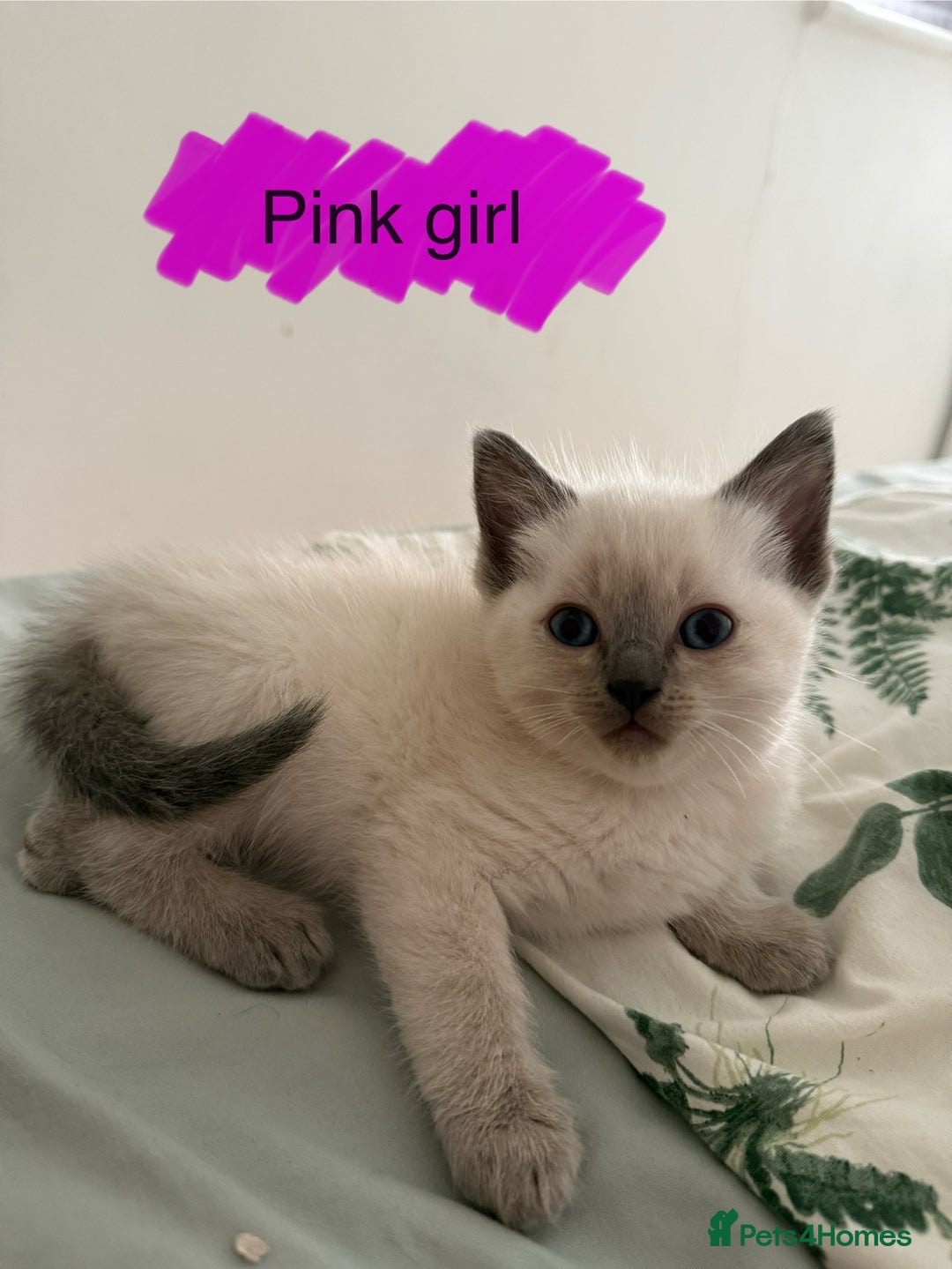 Ragdoll cats for sale: 8 ragdoll kittens, flame point, seal & blue point - Image 17