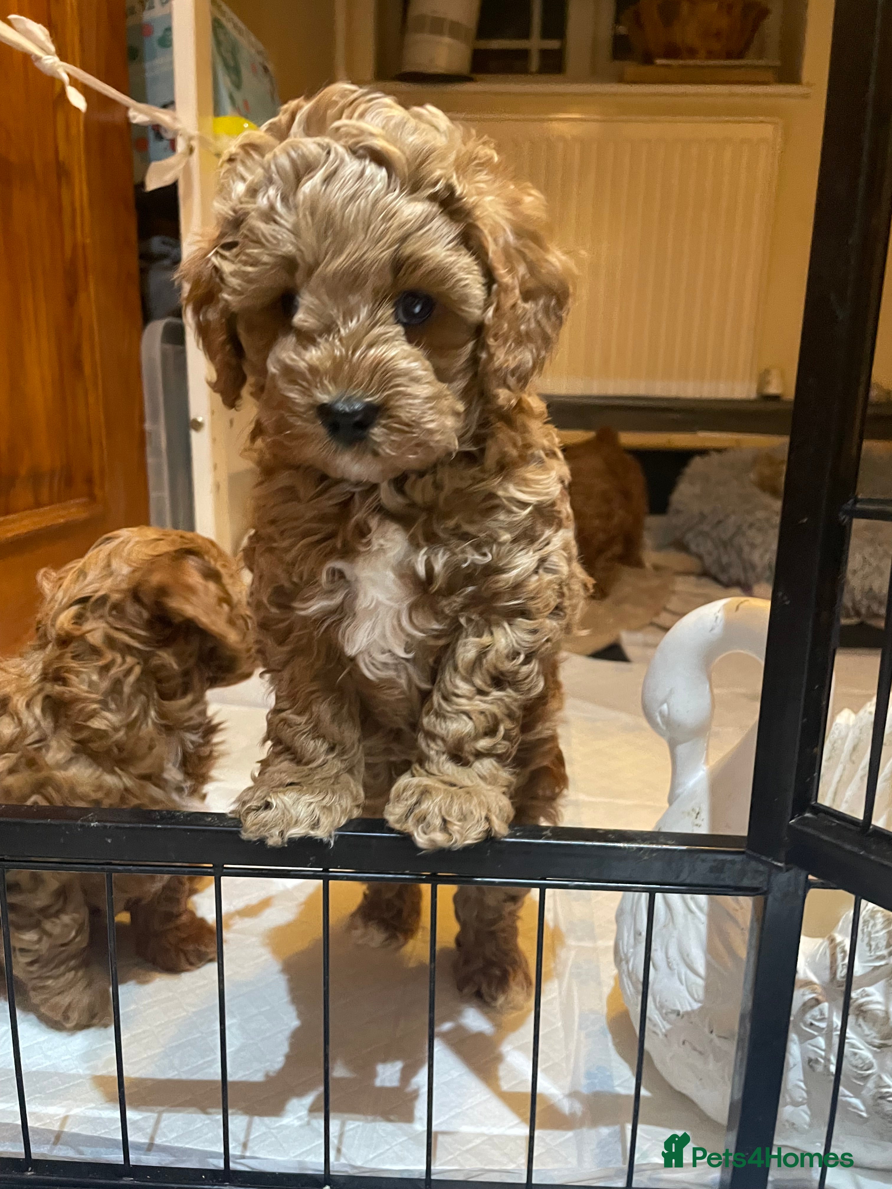 Cavapoo dogs F1b Cavapoooo  - Advert 16