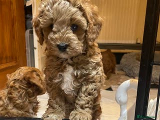 Cavapoo dogs F1b Cavapoooo - Advert 16