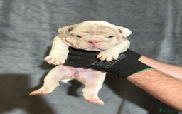 English Bulldog dogs for sale: Mr muscles pup 7 weeks old ready to go 28th  - Image 16