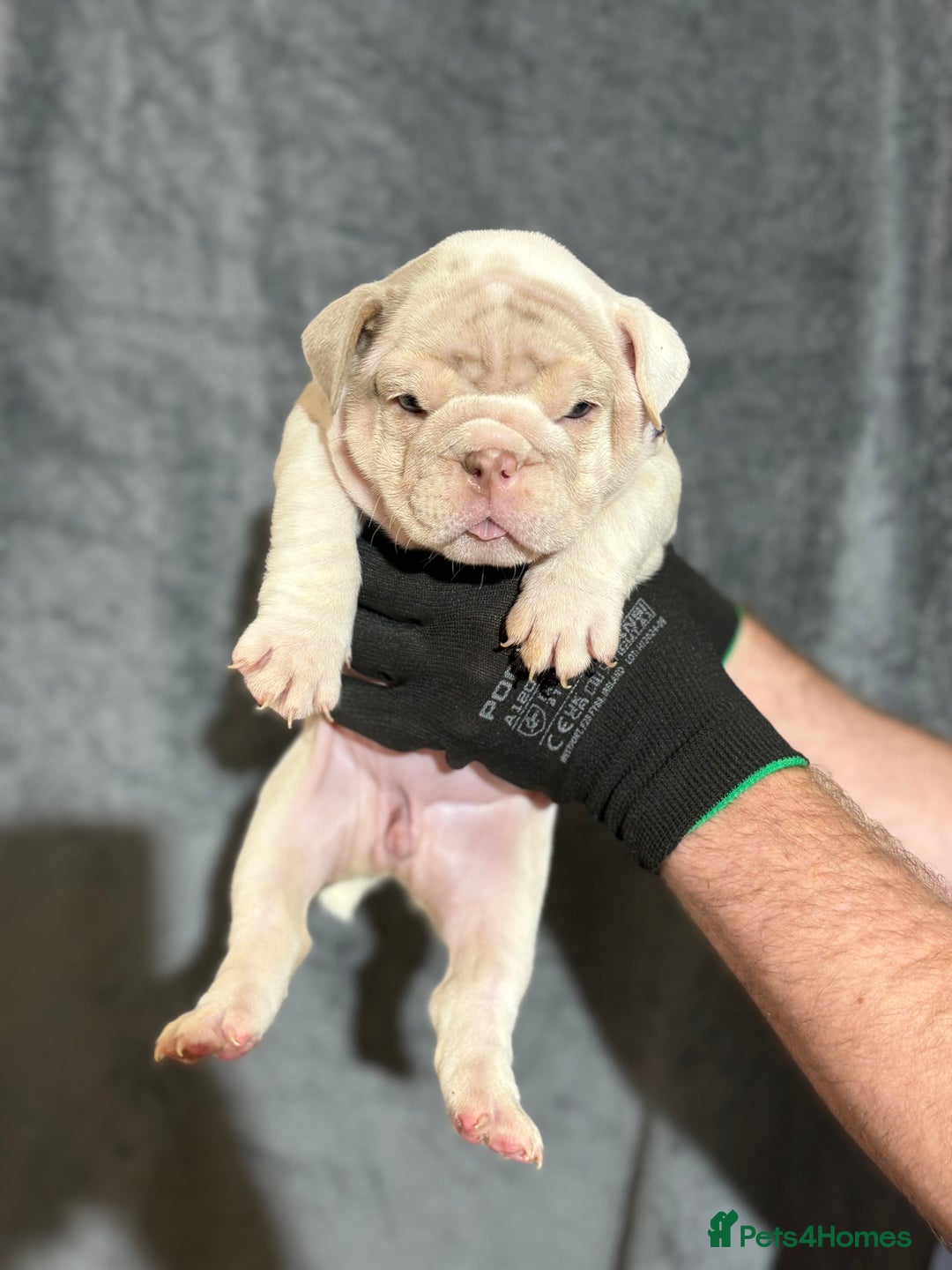 English Bulldog dogs for sale: Mr muscles pup 7 weeks old ready to go 28th  - Image 16