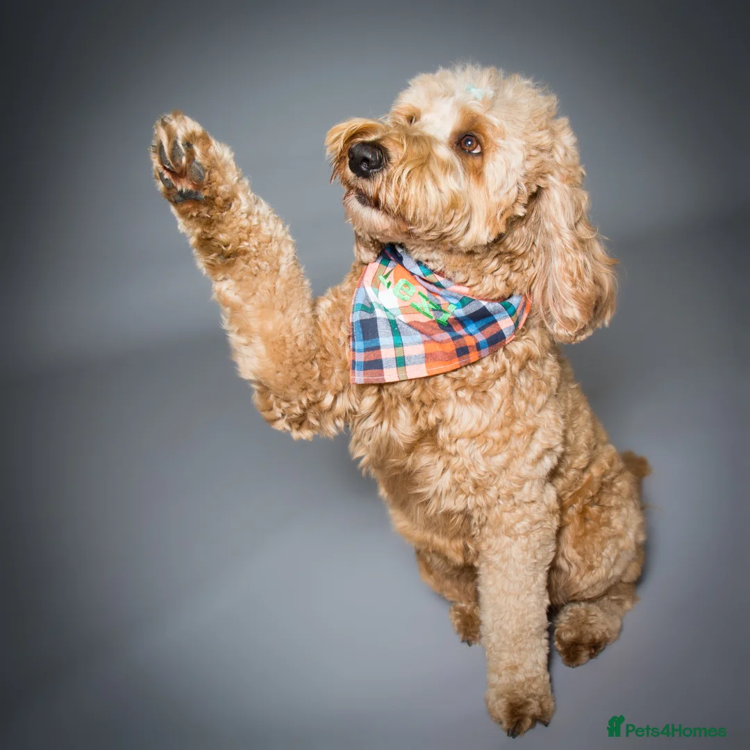 Double Doodle dogs for sale: Labradoodle  - Advert 12