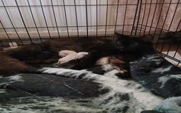 RagaMuffin cats for sale: 5 week old kittens  - Image 1