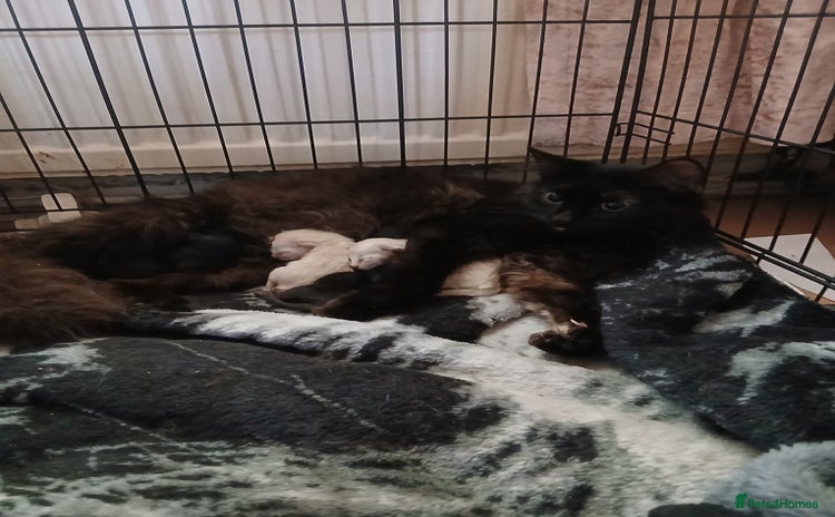 RagaMuffin cats - Advert 1