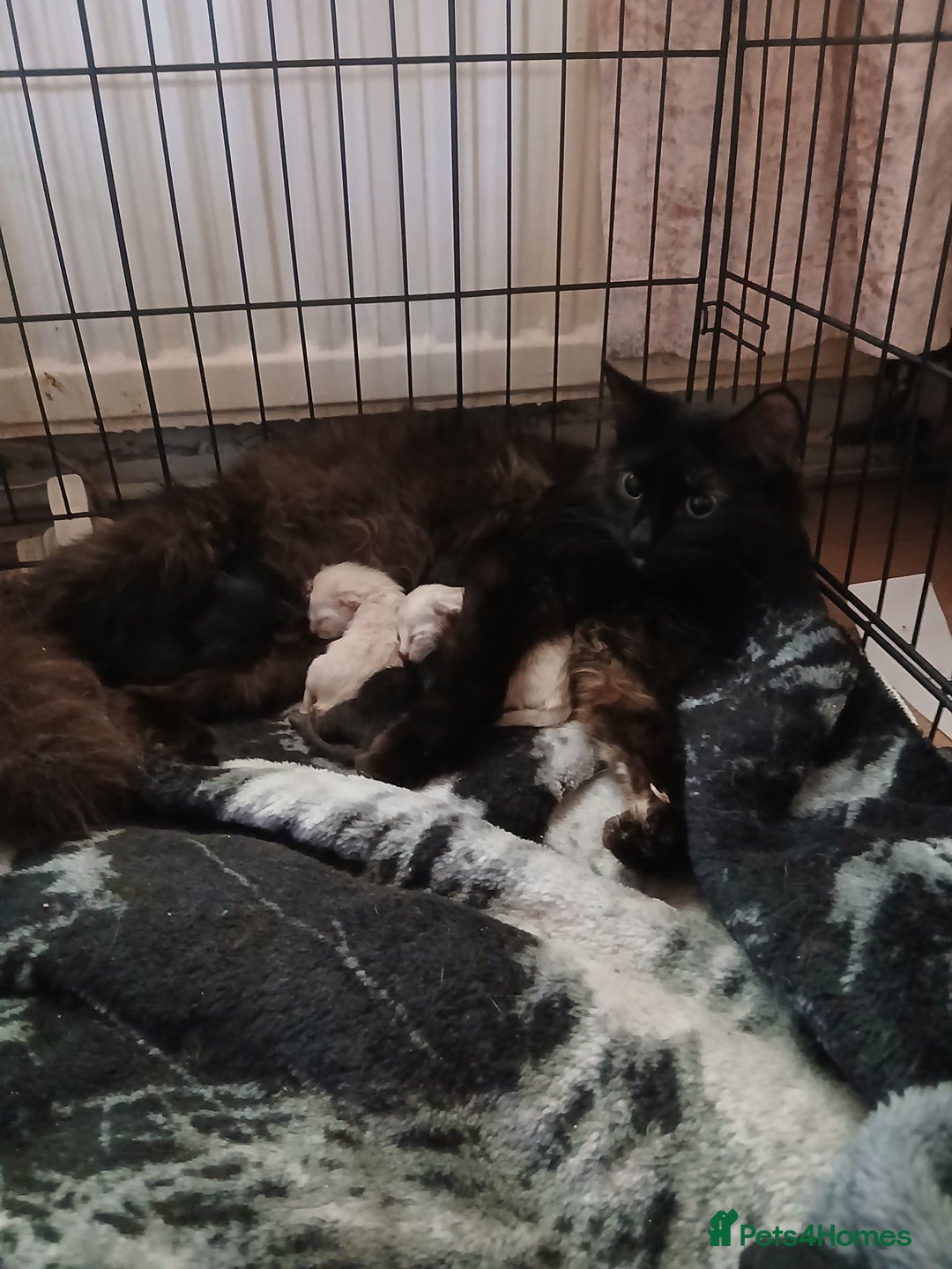 RagaMuffin cats for sale: 5 week old kittens  - Image 1