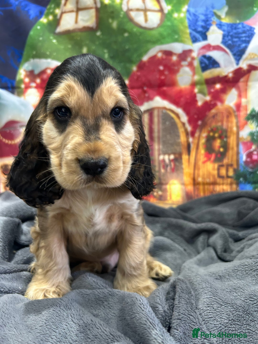 Cocker Spaniel dogs for sale: KC registered, health tested, Show cocker spaniels - Advert 13