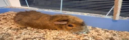 Guinea Pig rodents for sale: Pair of beautiful bonded guinea pigs  - Advert 4