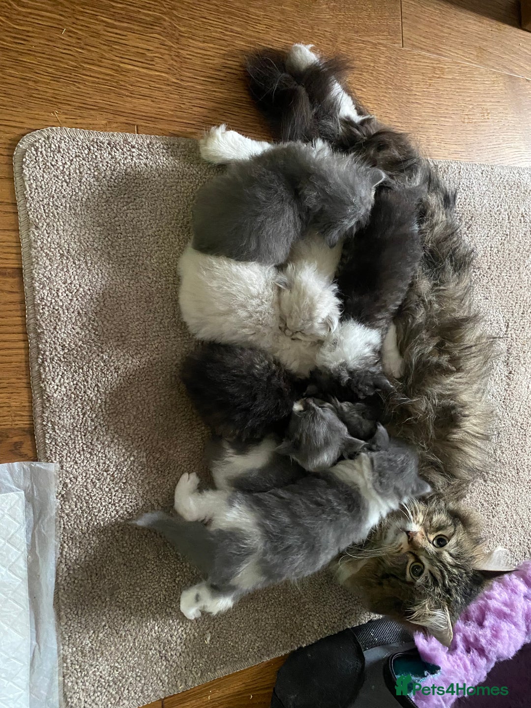 Siberian cats for sale: Purebred Siberian kittens  - Image 4