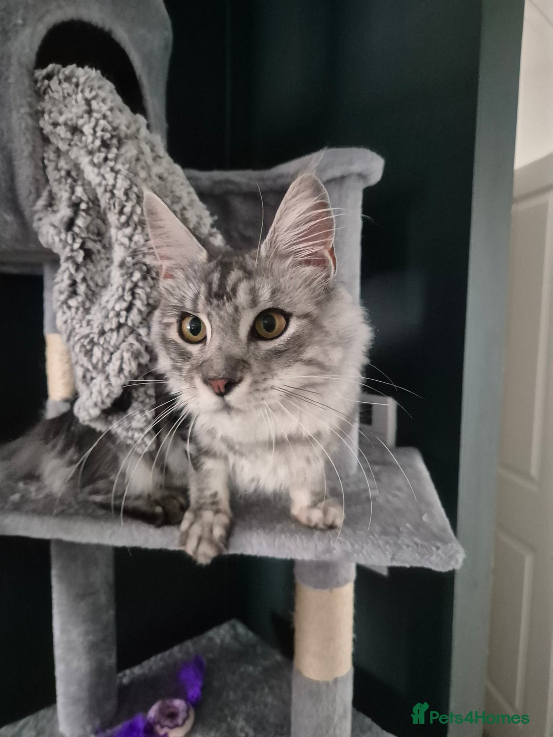 Maine Coon cats for sale: Beautiful silver tabby  - Image 5