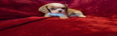 Cavalier King Charles Spaniel Puppy 2
