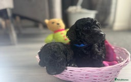 Cockapoo dogs for sale: 7 F1b Cockapoos  - Image 3