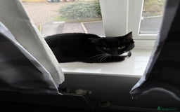 Mixed Breed cats for sale: Willow - Image 10