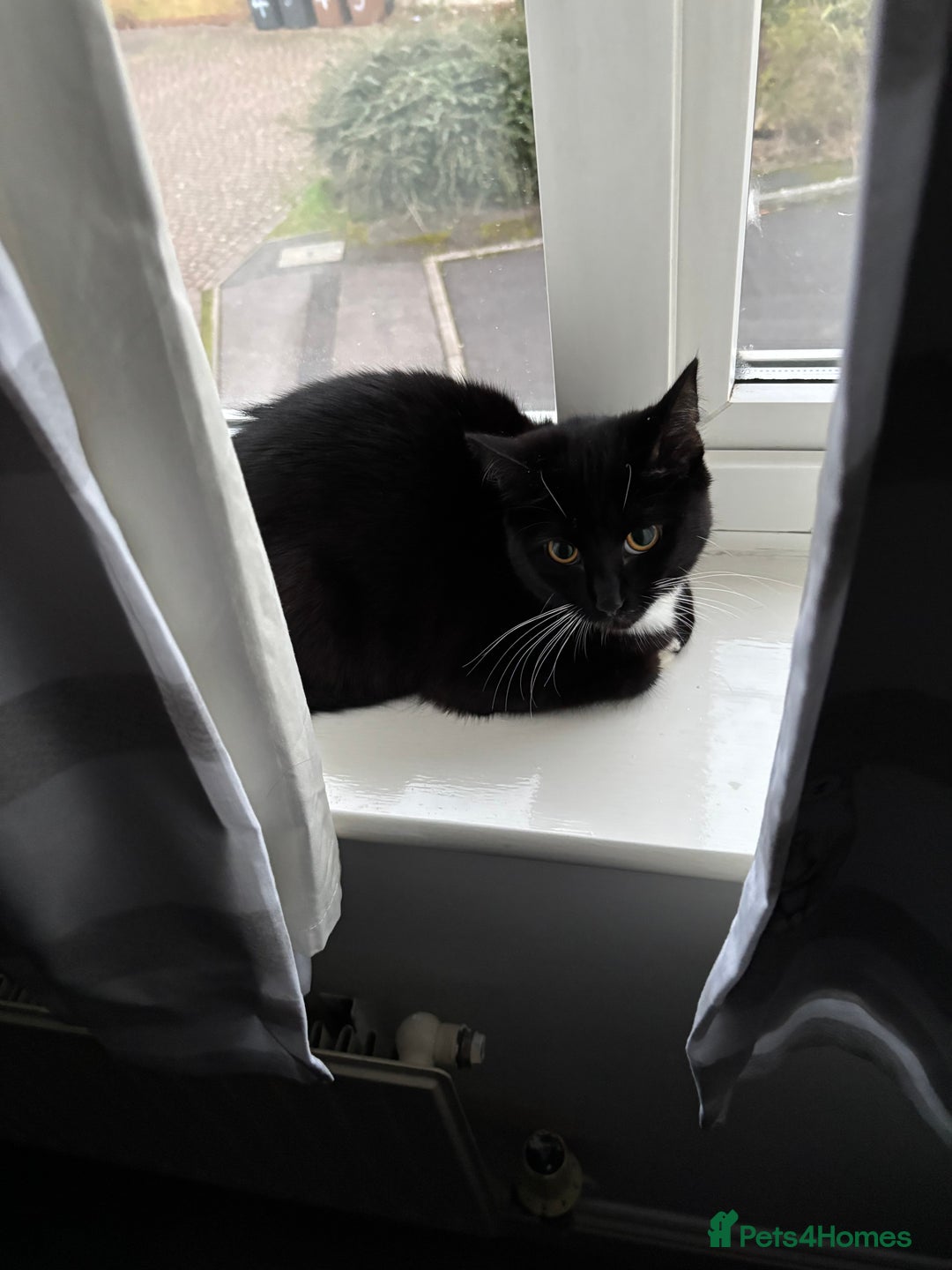 Mixed Breed cats for sale: Willow - Image 10