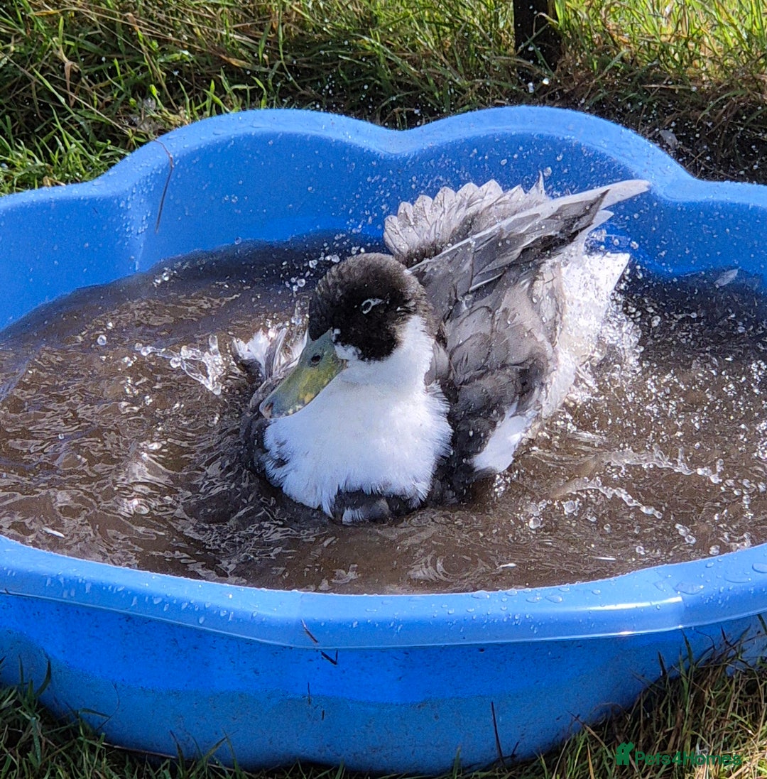 Ducks poultry for sale: Pair M/F Swedish Blue Ducks - Image 1