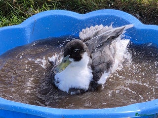 Ducks poultry - Advert 3