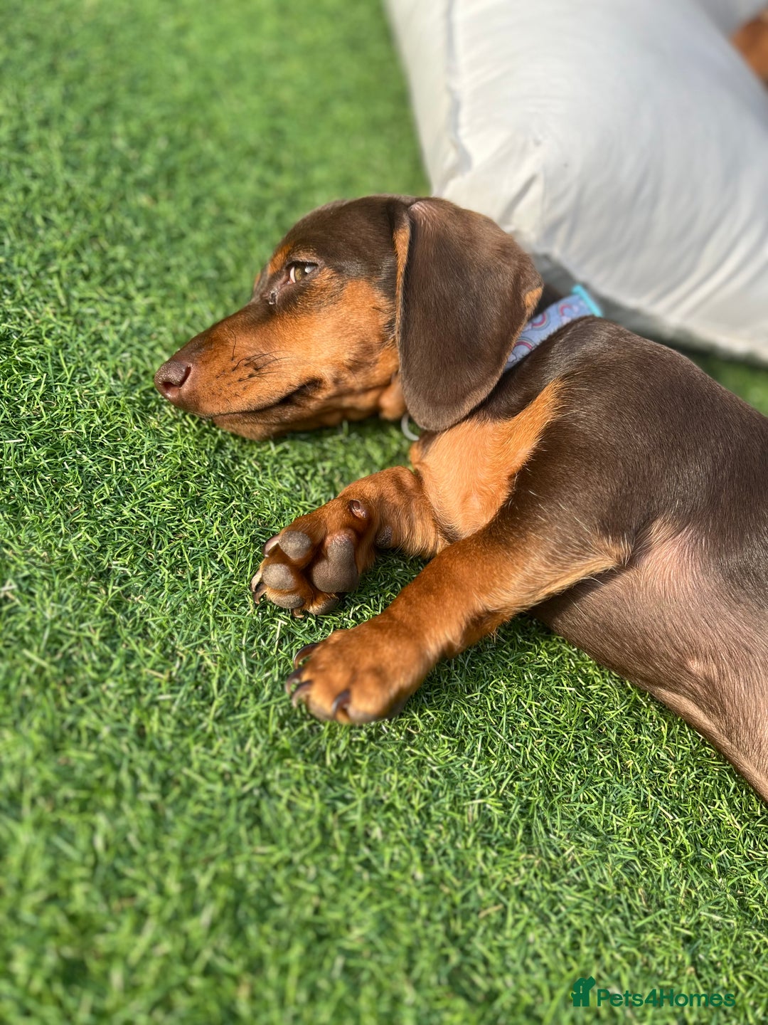 Miniature Dachshund dogs for sale: Chocolate & Tan Girl - Image 6