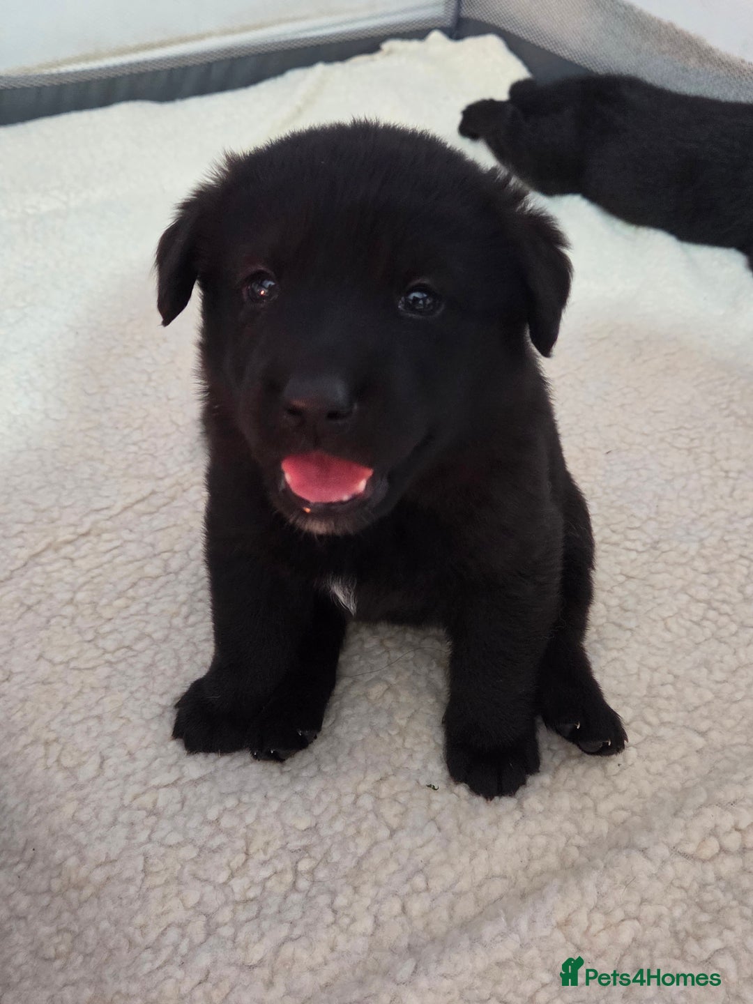Mixed Breed dogs for sale: 🌟German Shepherd x Labrador Retriever Puppies 🌟 - Advert 6
