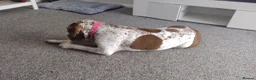 Mixed Breed dogs for sale: Bella  in Cramlington - Advert 6