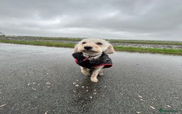 Mixed Breed dogs for sale: Rehoming Cavapoochon - Image 8