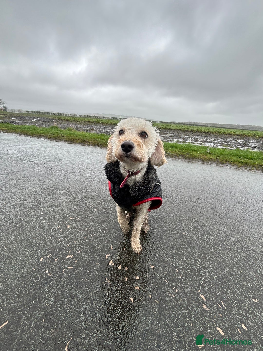 Mixed Breed dogs for sale: Rehoming Cavapoochon - Image 8