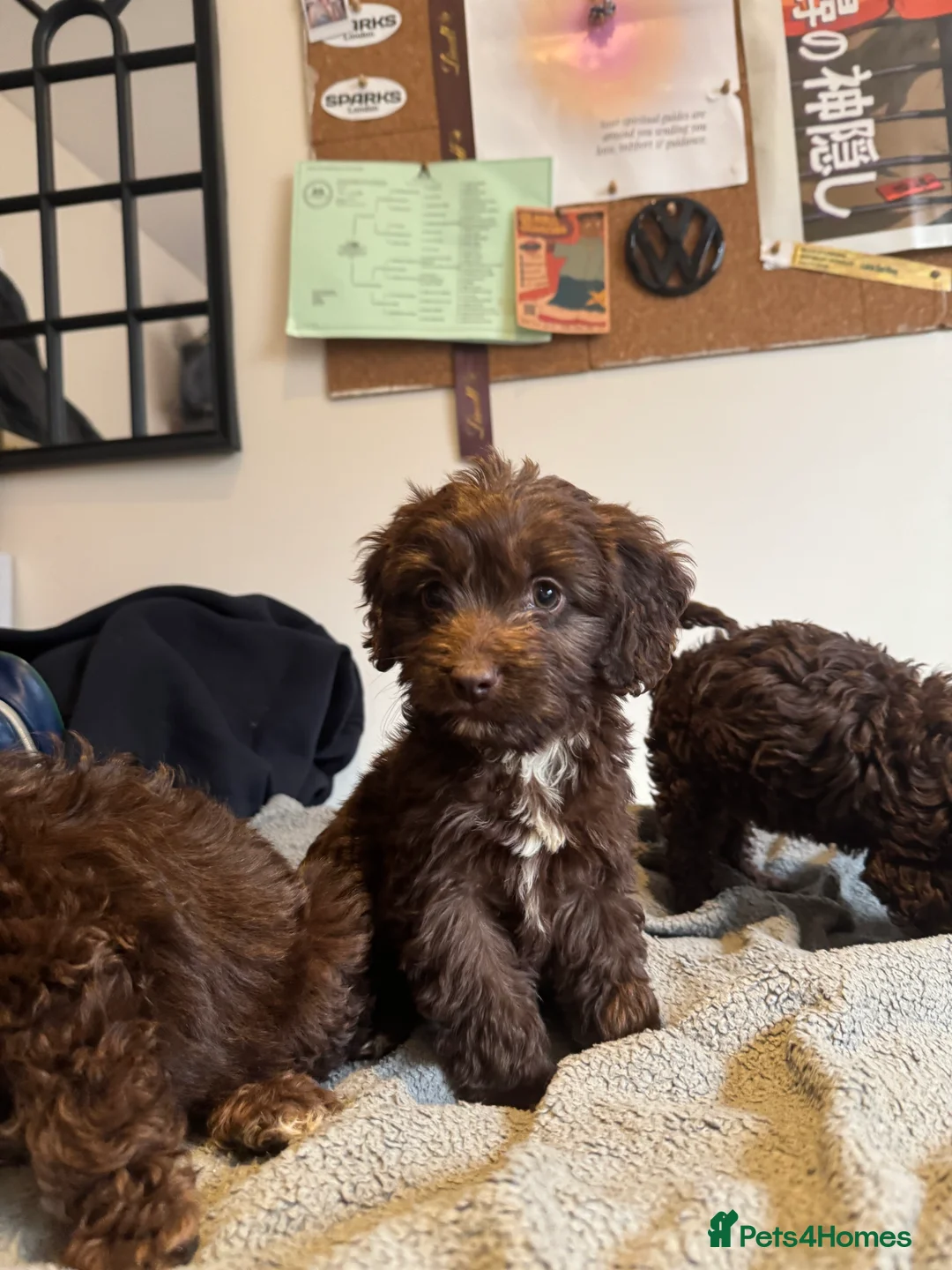 Cockapoo dogs for sale: Adorable F1 chocolate cockapoo pups - Advert 5