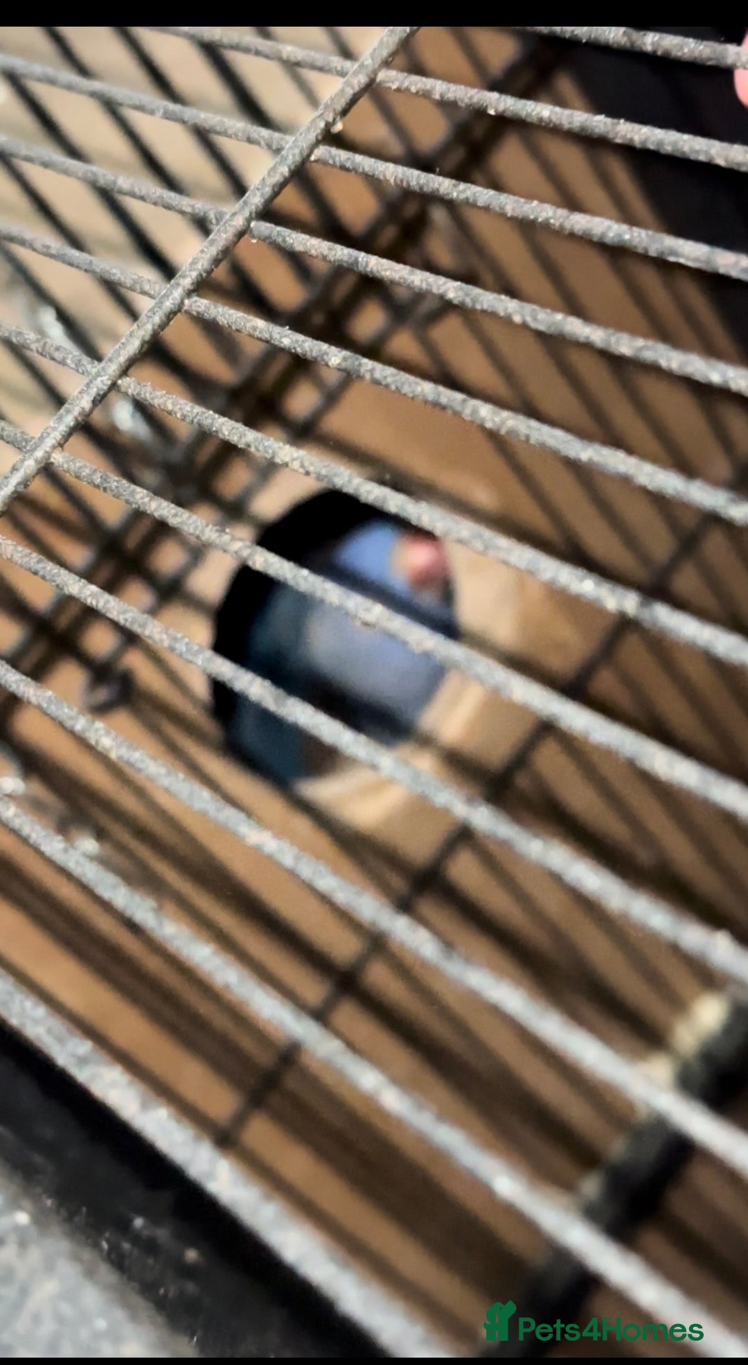 Ringnecks birds for sale: Ringneck pair Violet  - Advert 3