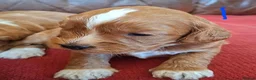 Cockapoo dogs for sale: F1 Cockapoo Pups  - Advert 22