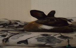 English rabbits for sale: Beautiful rabbit - Image 2