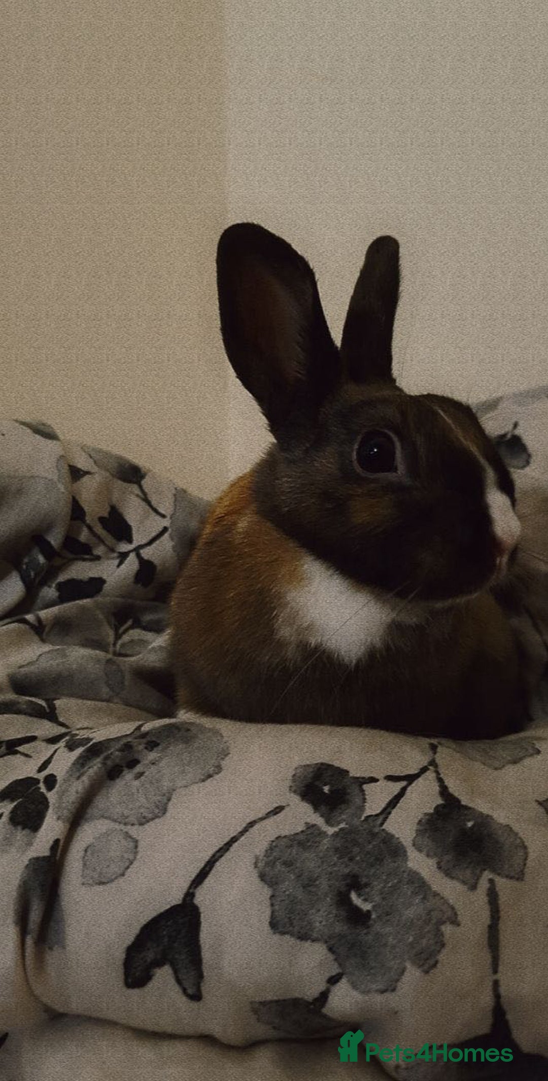 English rabbits for sale: Beautiful rabbit - Image 2