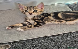 Mixed Breed cats for sale: Kittens for sale - Image 6