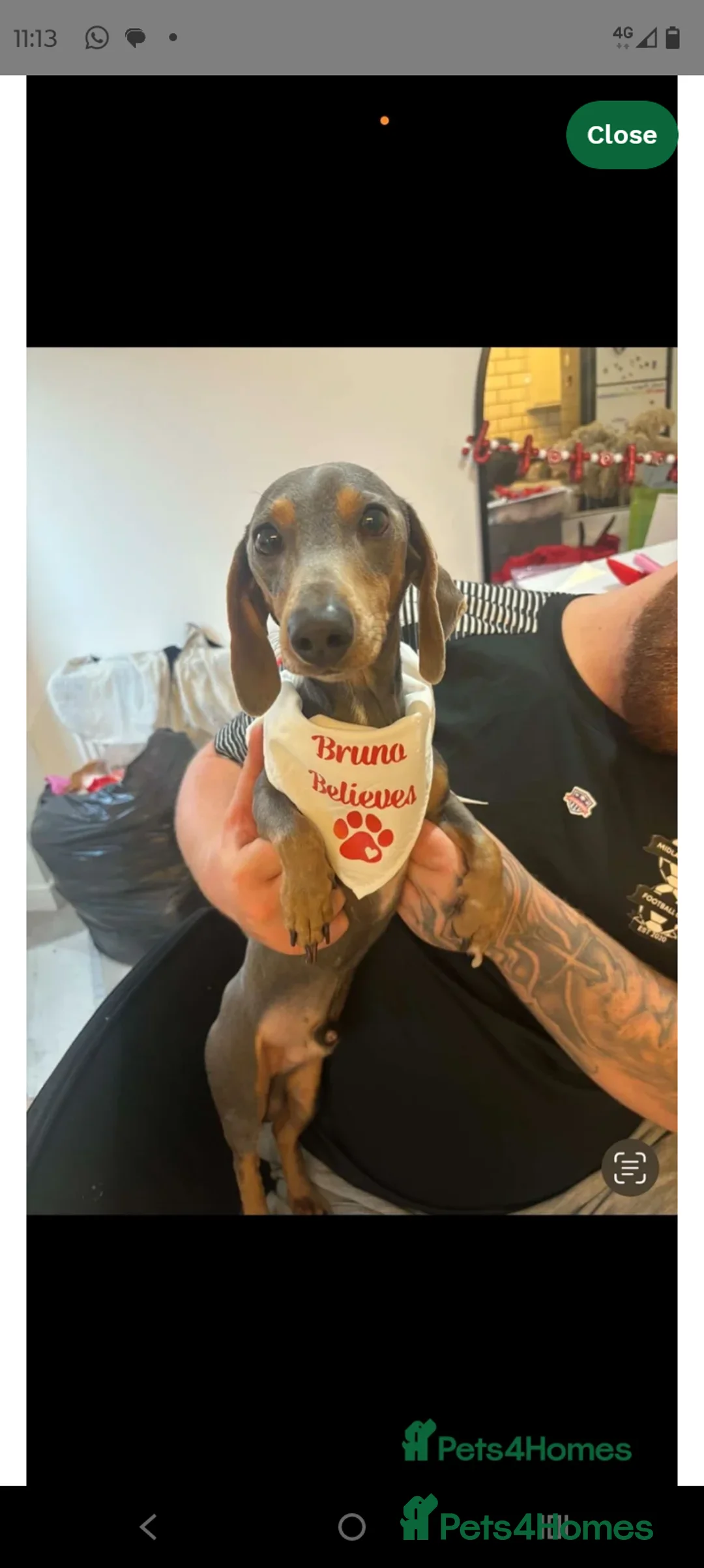 Dachshund dogs for stud: Dachshund stud lilac - Advert 3