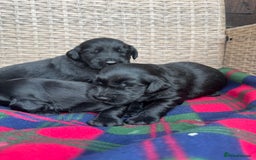 Flat coated Retriever dogs for sale: *2 Males* KC from working health tested parents - Image 11
