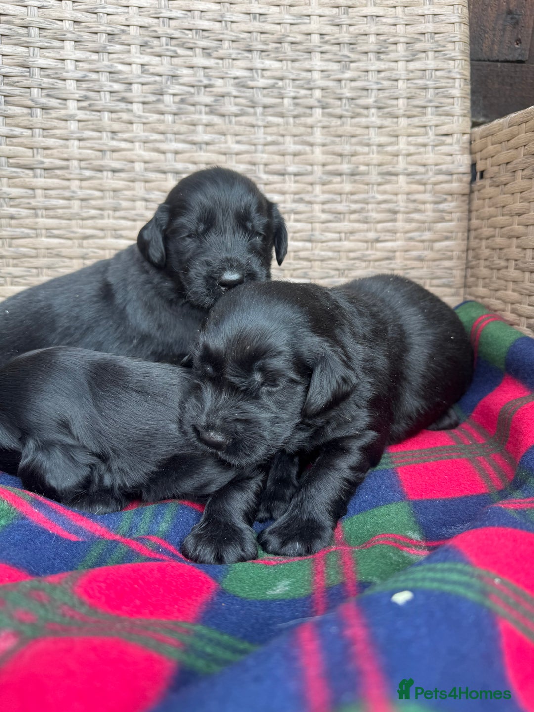 Flat coated Retriever dogs for sale: *2 Males* KC from working health tested parents - Image 11