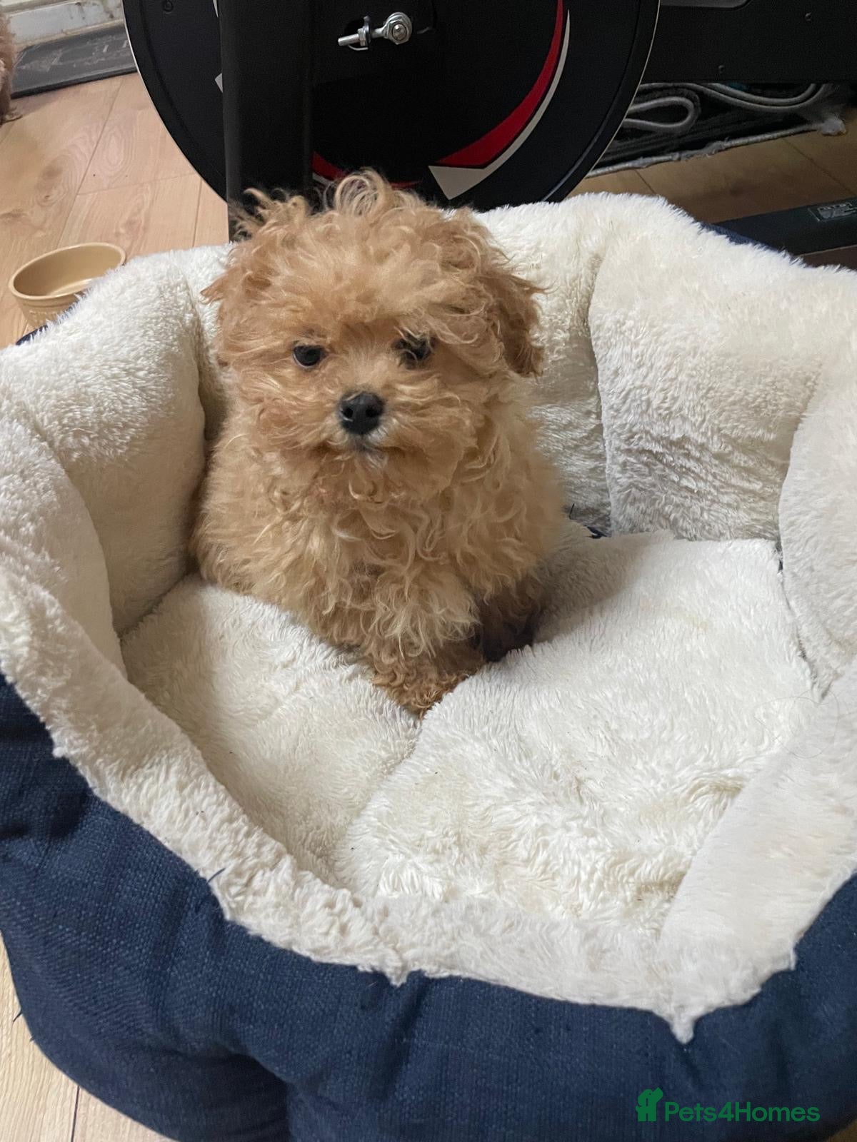 Maltipoo dogs Maltipoo Puppies – Two Beautiful Boys Available - Advert 3