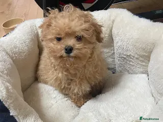 Maltipoo dogs Maltipoo Puppies – Two Beautiful Boys Available - Advert 3