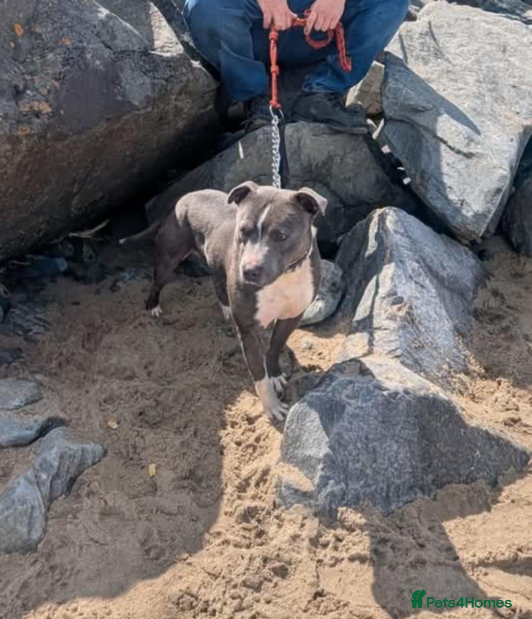 Staffordshire Bull Terrier dogs for sale: 3 year old boy for sale  - Image 3