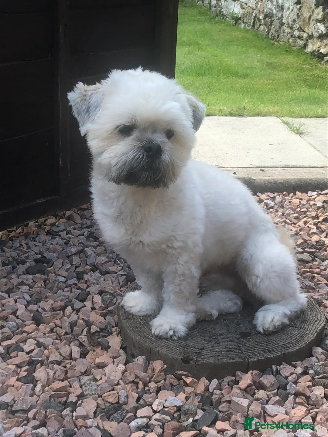 Lhasa Apso dogs for stud: Milo  in Alloa - Advert 2