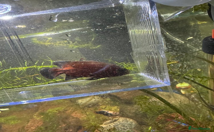 Other/Mixed Breed fish - Advert 1